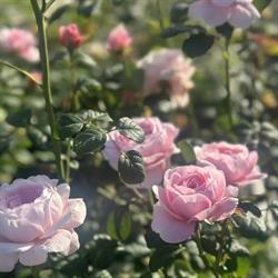 Haukebø Blomster og Hagesenter
