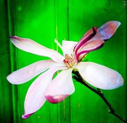 Magnolia design as
