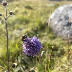 Reiersøl OG Lyngdal Planteskoler AS