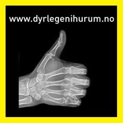 Håkon Ernst Øverland - Håkon Ernst Øverland & Co / Dyrlegen i Hurum