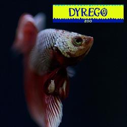 Dyrego