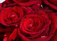 Gerds Blomster