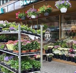 Tøyen Blomster