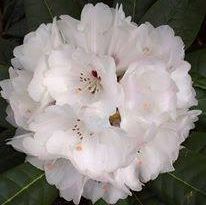 Fosses Rhododendronhage Oddbjørn Fosse