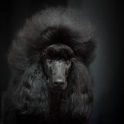 Amber Hundefrisør Molde