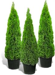 Thuja Planet AS