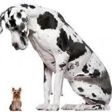 Oslo Hundebarnehage AS