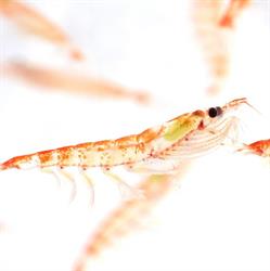 Rimfrost Krill
