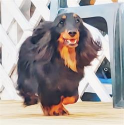 Kennel Lurvelegg - oppdretter