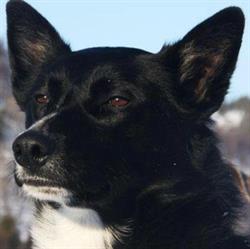 Kennel Dølanvollen Dogsledding Røros