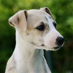 Norsk Whippetklubb