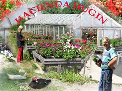 Sommerblomster Roverud