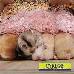 DYREGO
