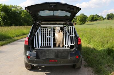 Bilbur-til-hund