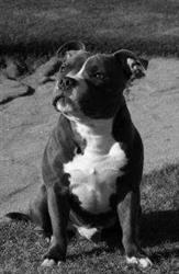 Kedisto Kennel - Helén N. Kristiansen