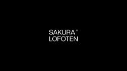 Sakura Lofoten Sortland