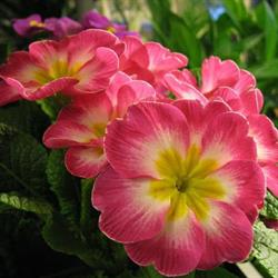 Blomsterpikene, Hallingdal Hage & Blomster