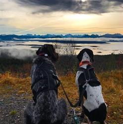 Dyrlegene Moe & Røyrvik