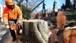 trefelling i Oslo
