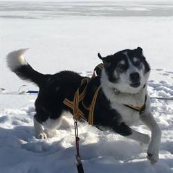 Alaska Husky Turglede
