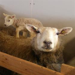 Veterinærkontoret i Suldal