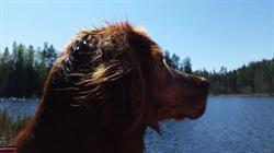 Tyritun Fuglehundsenter