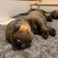 Kennel Bjerkebo