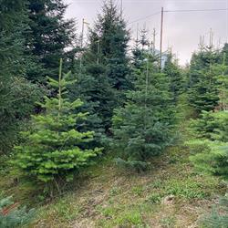 Selvhogst av juletre hos Ann Iren og Oddbjørn Brå