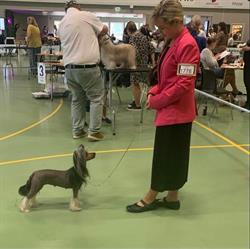Kennel Absolute Soul