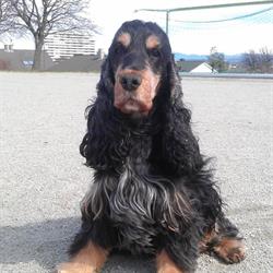 Kennel Julietta