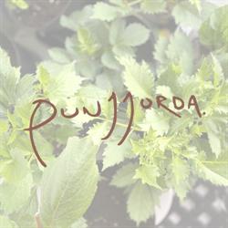 Punjjorda