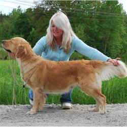 Kennel Jakira's Golden Retriever
