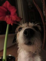 Freya hundepensjonat