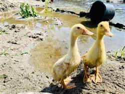 Andedammen Familiepark