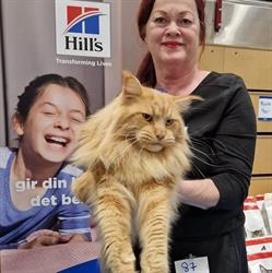 SaucerfulSecret Maine Coon