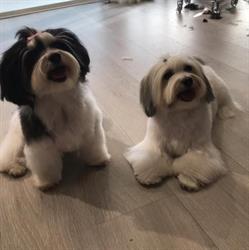 Hundehuset Ålgård
