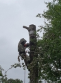 Trefelling
